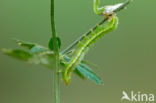 rose budworm (Pyrrhia umbra)