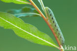 Willowherb Hawkmoth (Proserpinus proserpina)