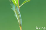 Willowherb Hawkmoth (Proserpinus proserpina)