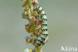 Shargacucullia lychnitis