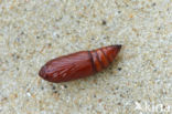 Orange Sallow (Xanthia citrago)