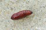 Orange Sallow (Xanthia citrago)