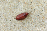 Pareulype berberata