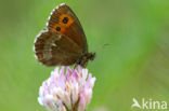 Grote erebia (Erebia euryale)