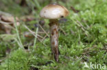 Larixspijkerzwam (Gomphidius maculatus)