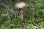 Gomphidius maculatus