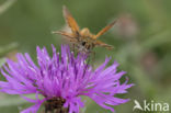 Geelsprietdikkopje (Thymelicus sylvestris)