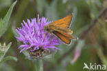 Geelsprietdikkopje (Thymelicus sylvestris)