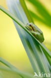 Europese boomkikker (Hyla arborea)