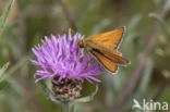 Geelsprietdikkopje (Thymelicus sylvestris)