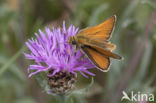 Geelsprietdikkopje (Thymelicus sylvestris)