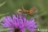 Geelsprietdikkopje (Thymelicus sylvestris)