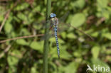 Zuidelijke glazenmaker (Aeshna affinis)