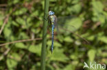 Zuidelijke glazenmaker (Aeshna affinis)