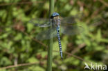 Zuidelijke glazenmaker (Aeshna affinis)