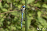 Zuidelijke glazenmaker (Aeshna affinis)