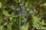 Zuidelijke glazenmaker (Aeshna affinis)