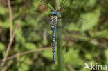 Zuidelijke glazenmaker (Aeshna affinis)