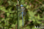 Zuidelijke glazenmaker (Aeshna affinis)