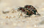 Tiger Beetle (Cicindela hybrida)