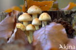 Psilocybe fascicularis var. pusilla