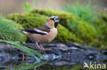 Hawfinch (Coccothraustes coccothraustes)