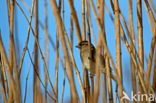 House Sparrow (Passer domesticus)