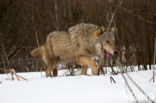 Grey Wolf (Canis lupus)