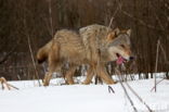 Grey Wolf (Canis lupus)