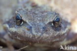 Gewone pad (Bufo bufo)