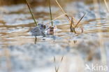 Moor Frog (Rana arvalis)