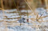 Moor Frog (Rana arvalis)