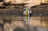 Great Spotted Woodpecker (Dendrocopos major)