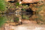 Tree Pipit (Anthus trivialis)