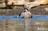 Eurasian Jay (Garrulus glandarius)