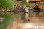 Tree Pipit (Anthus trivialis)