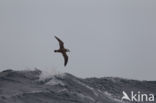 Grote Pijlstormvogel (Puffinus gravis)