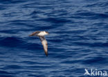 Grote Pijlstormvogel (Puffinus gravis)