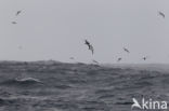 Greater Shearwater (Puffinus gravis)