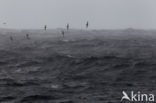 Grote Pijlstormvogel (Puffinus gravis)