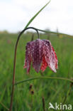 Wilde kievitsbloem (Fritillaria meleagris)