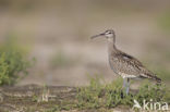 Whimbrel (Numenius phaeopus)