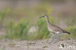 Whimbrel (Numenius phaeopus)