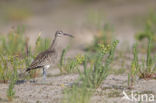 Whimbrel (Numenius phaeopus)