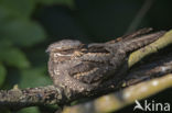 European Nightjar (Caprimulgus europaeus)