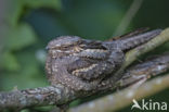 European Nightjar (Caprimulgus europaeus)