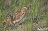 Common Quail (Coturnix coturnix)