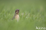 Common Quail (Coturnix coturnix)