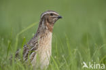 Kwartel (Coturnix coturnix)