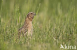 Common Quail (Coturnix coturnix)